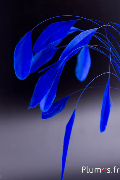 Coquetip - 20-25 cm - bleu nuit